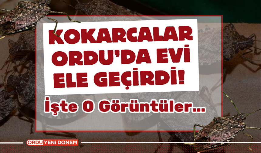 Kokarcalar Ordu’da Evi Ele Geçirdi!  Görüntüler…