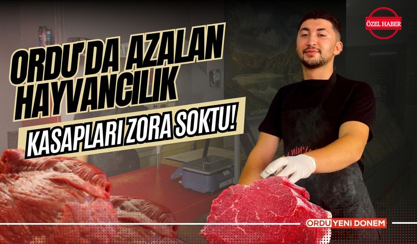 Ordu’da Azalan Hayvancılık Kasapları Zora Soktu!