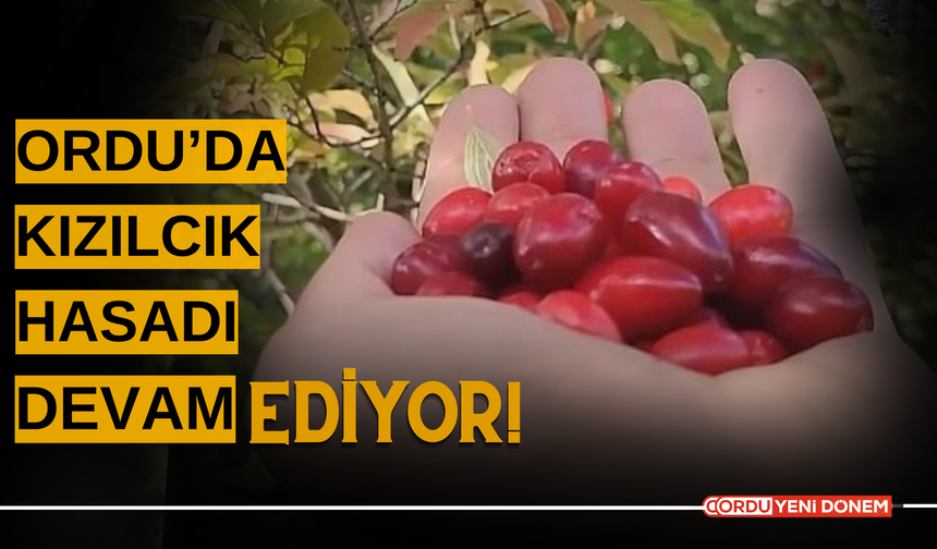 Ordu’da Kızılcık Hasadı Devam Ediyor! Sağlık Deposu Meyvenin Faydaları ve Kullanım Alanları Neler?