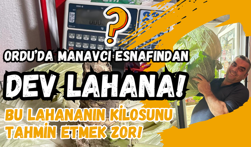 Ordu’da Manavcı Esnafından Dev Lahana! Bu Lahananın Kilosunu Tahmin Etmek Zor!