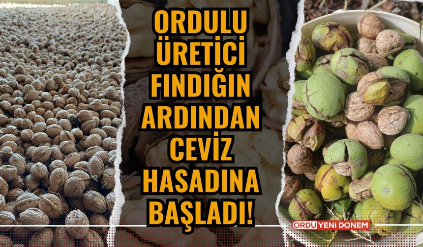 Ordulu Üretici Fındığın Ardından Ceviz Hasadına Başladı!