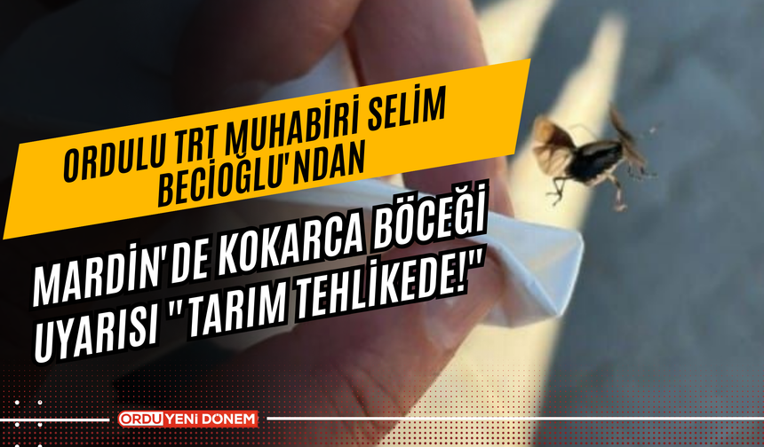 Ordulu TRT Muhabiri Selim Becioğlu'ndan Mardin'de Kokarca Böceği Uyarısı "Tarım Tehlikede!"