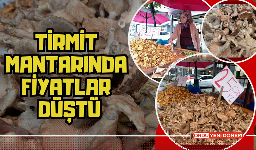 Tirmit Mantarında Fiyatlar Düştü