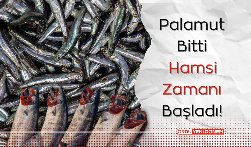 Palamut Bitti, Hamsi Zamanı Başladı!