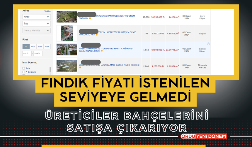 Fındık Fiyatı İstenilen Seviyeye Gelmedi, Üreticiler Bahçelerini Satışa Çıkarıyor