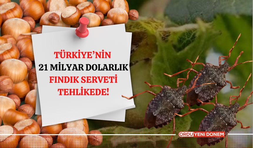 Türkiye’nin 21 Milyar Dolarlık Fındık Serveti Tehlikede!