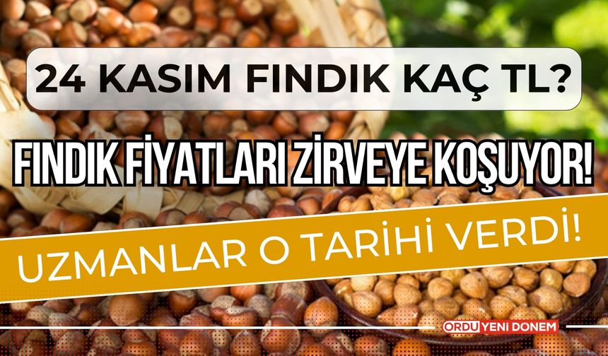 Fındık fiyatları zirveye koşuyor! Uzmanlar O tarihi Verdi! 24 Kasım Güncel Fındık Fiyatları…