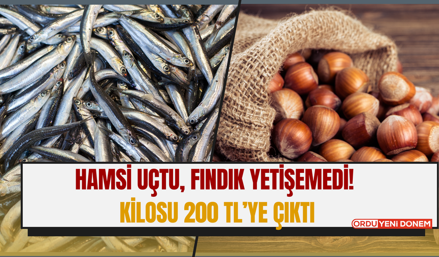 Hamsi Uçtu, Fındık Yetişemedi! Kilosu 200 TL’ye Çıktı