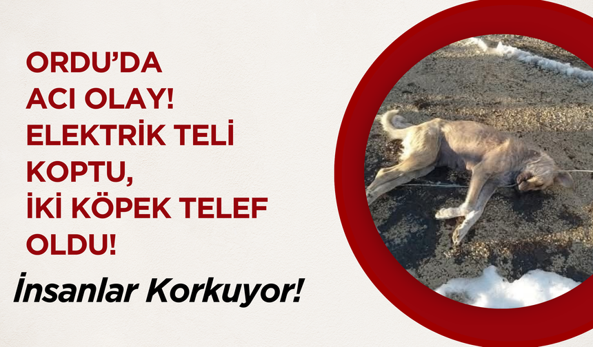 Ordu’da Acı Olay! Elektrik Teli Koptu, İki Köpek Telef Oldu!