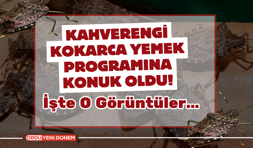 Kahverengi Kokarca Yemek Programına Konuk Oldu!