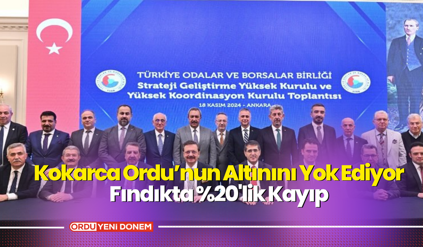 Kokarca Ordu’nun Altınını Yok Ediyor! Fındıkta %20'lik Kayıp