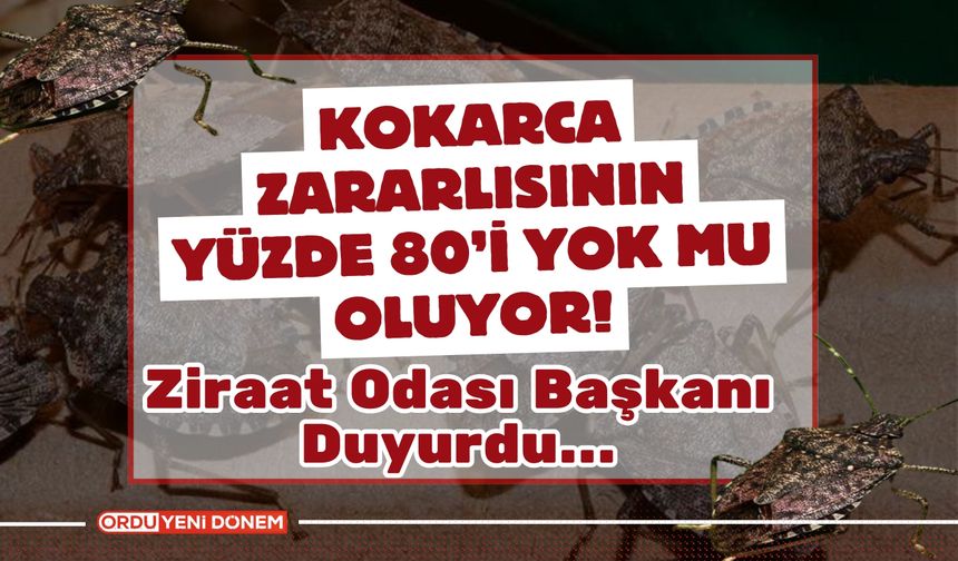 Kokarca Zararlısının Yüzde 80’i Yok Mu Oluyor!