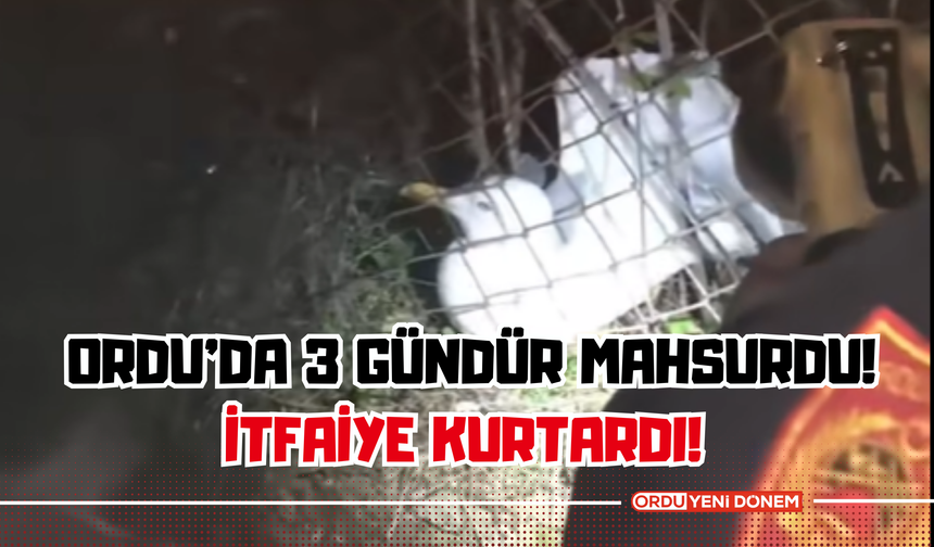 Ordu’da 3 Gündür Mahsurdu! İtfaiye Kurtardı! İşte O Görüntüler…