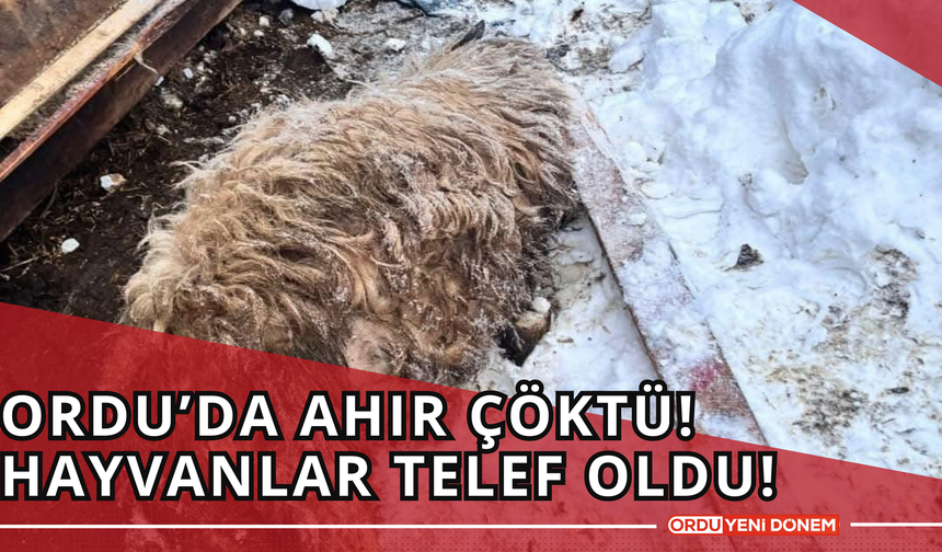 Ordu’da Ahır Çöktü! Hayvanlar Telef Oldu!