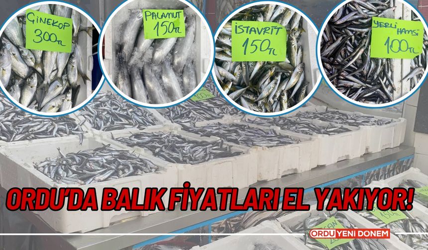 Ordu’da Balık Fiyatları El Yakıyor!