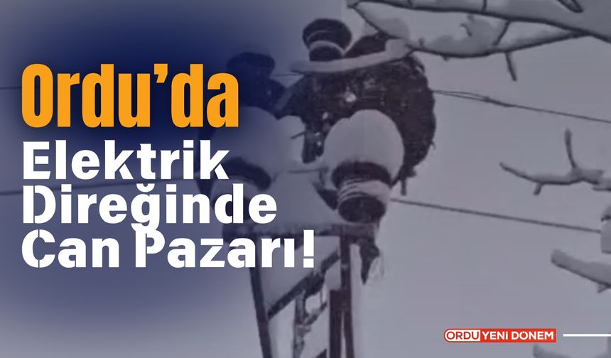 Ordu’da Elektrik Direğinde Can Pazarı!