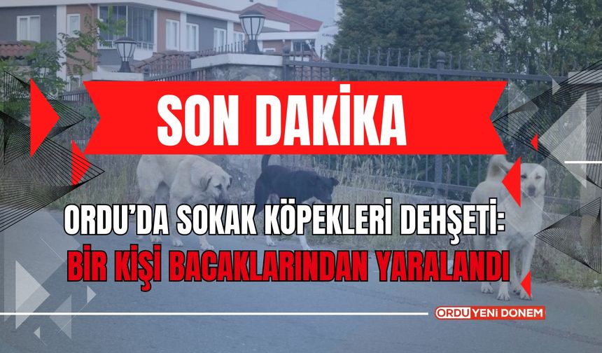 Ordu’da sokak köpekleri dehşeti: Bir kişi bacaklarından yaralandı