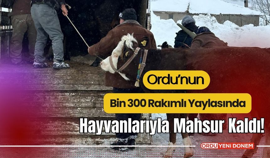 Ordu’nun Bin 300 Rakımlı Yaylasında Hayvanlarıyla Mahsur Kaldı!