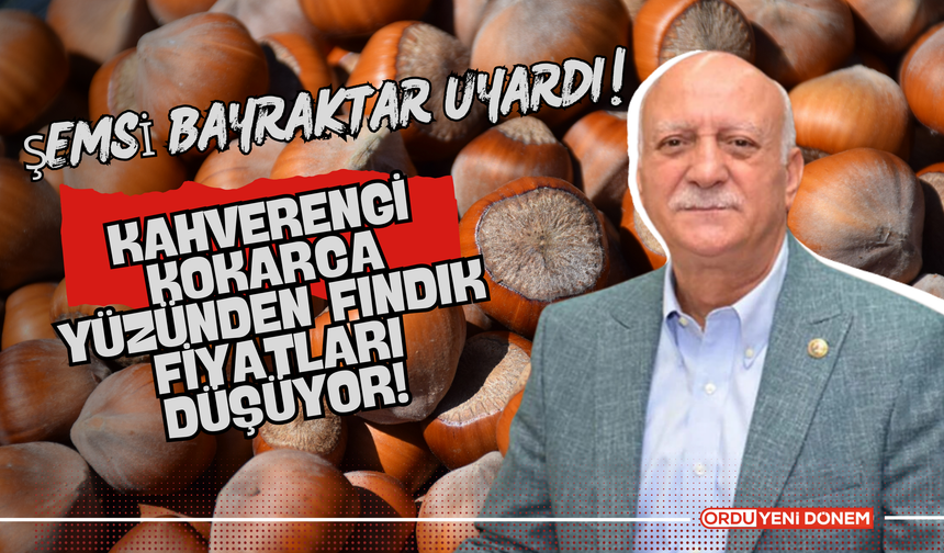 Kahverengi Kokarca Yüzünden Fındık Fiyatları Düşüyor!