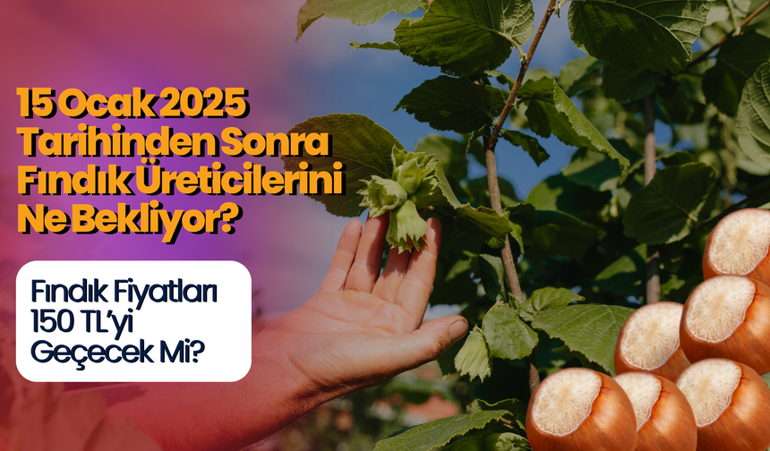 15 Ocak 2025 Tarihinden Sonra Fındık Üreticilerini Ne Bekliyor? Fındık Fiyatları 150 TL’yi Geçecek Mi?