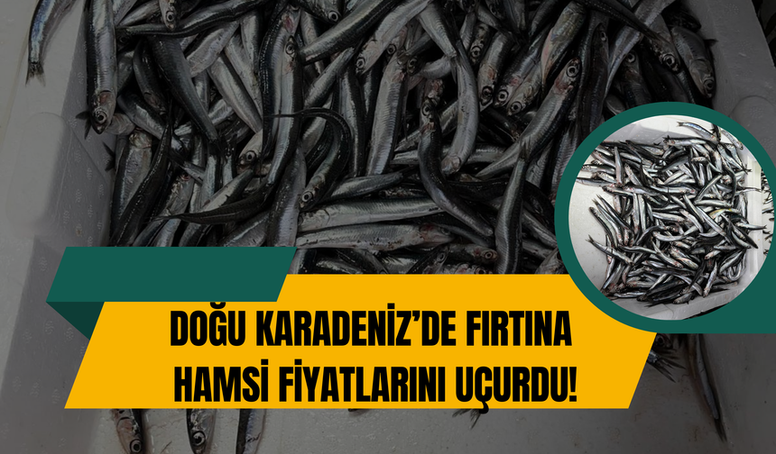 Doğu Karadeniz’de Fırtına Hamsi Fiyatlarını Uçurdu!