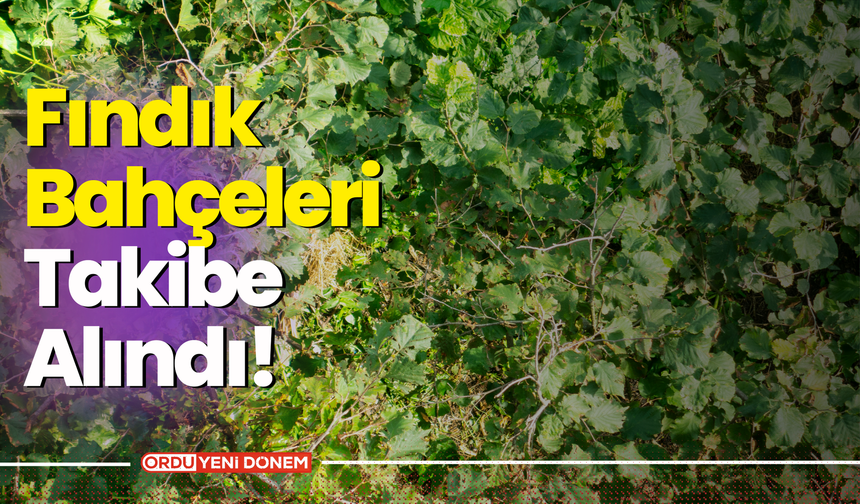 Fındık Bahçeleri Takibe Alındı! Üreticiler Bu Duruma Ne Diyecek?