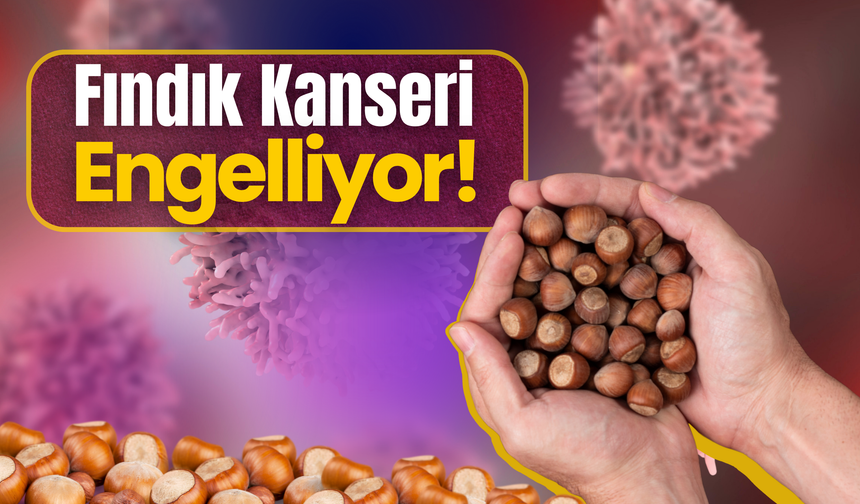 Fındık Kanseri Engelliyor!