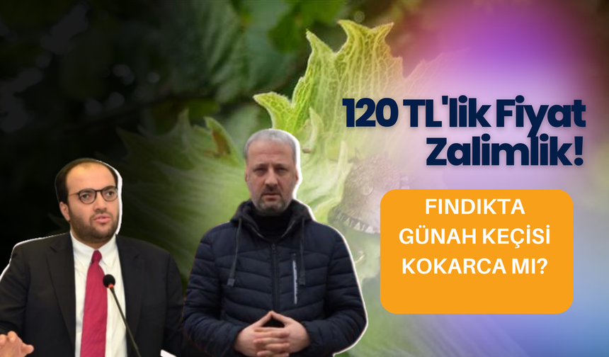 Fındıkta Günah Keçisi Kokarca mı? 120 TL'lik Fiyat Zalimlik!