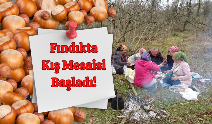 Fındıkta Kış Mesaisi Başladı!