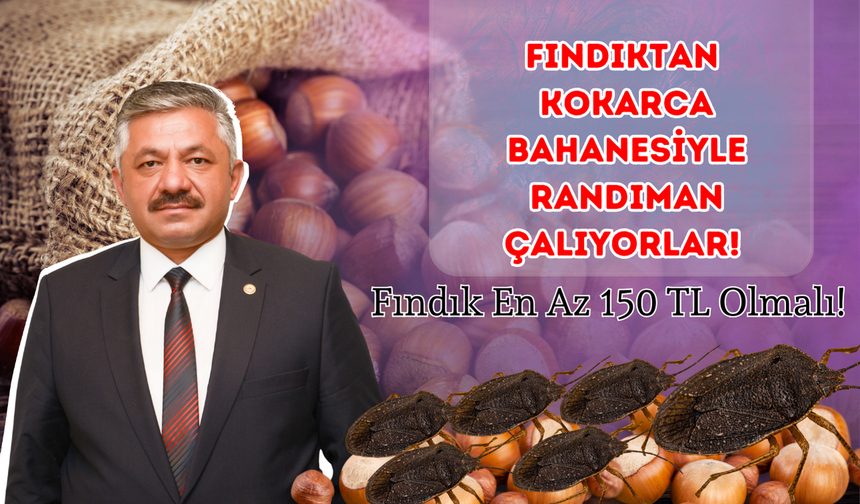 Fındıktan Kokarca Bahanesiyle Randıman Çalıyorlar! Fındık En Az 150 TL Olmalı!