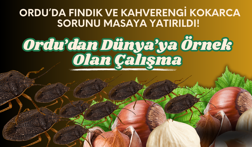 Ordu’da Fındık Ve Kahverengi Kokarca Sorunu Masaya Yatırıldı!