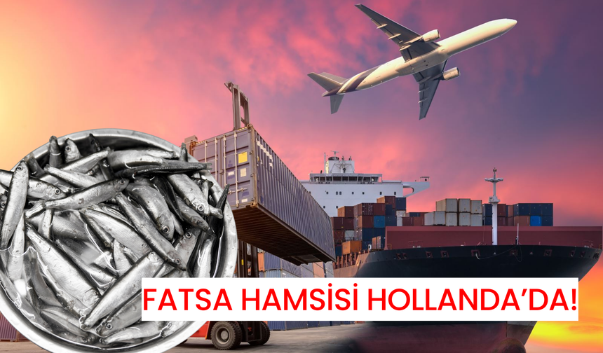 Fatsa Hamsisi Hollanda’da!