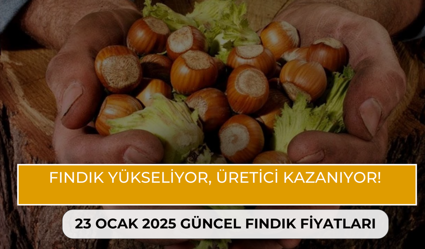 Fındık Yükseliyor, Üretici Kazanıyor! 23 Ocak 2025 Güncel Fındık Fiyatları