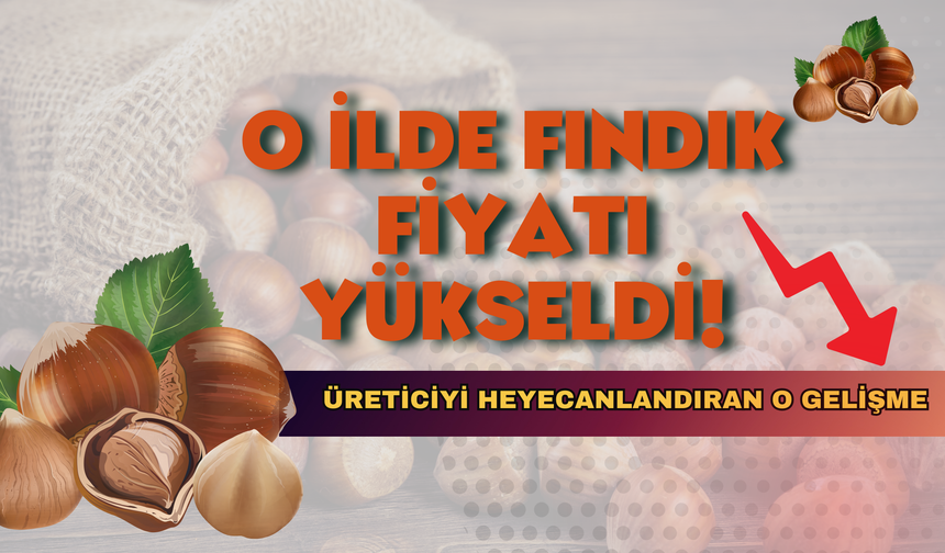 O İlde Fındık Fiyatı Yükseldi!