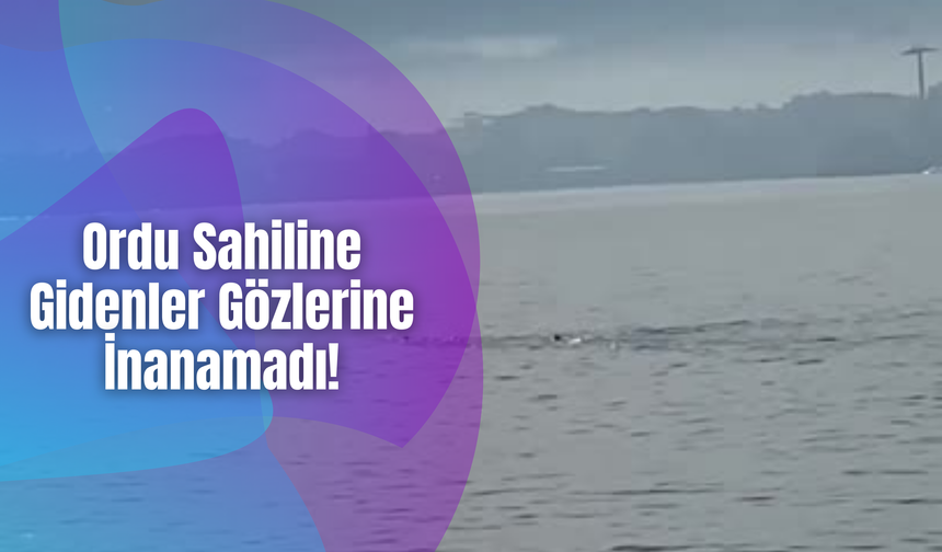 Ordu Sahiline Gidenler Gözlerine İnanamadı!