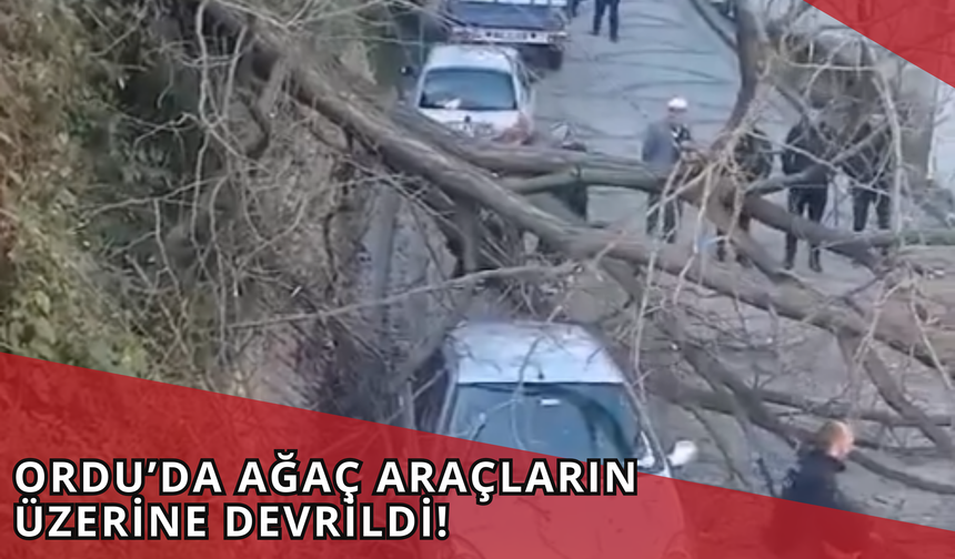 Ordu’da Ağaç Araçların Üzerine Devrildi!