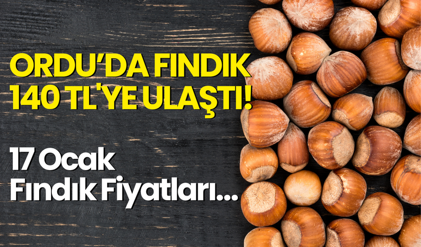 Ordu’da Fındık 140 TL'ye Ulaştı! 17 Ocak Fındık Fiyatları…