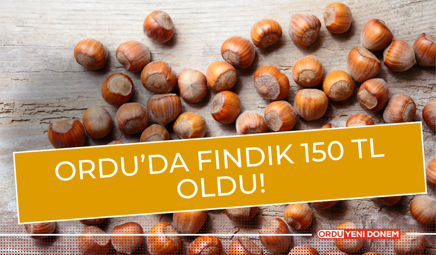 Gassallara Özel Fındık Fiyatı: Ordu’da 150 TL Müjdesi