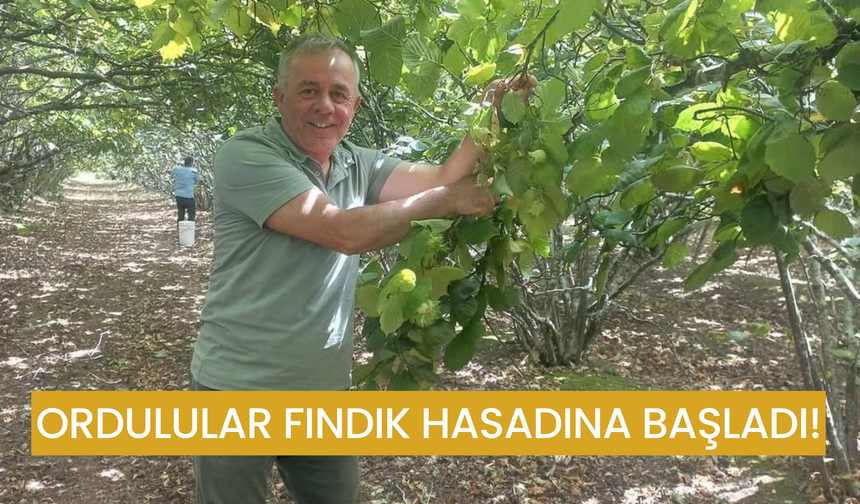 Ordulular Fındık Hasadına Başladı! Fiyatı 335 TL!