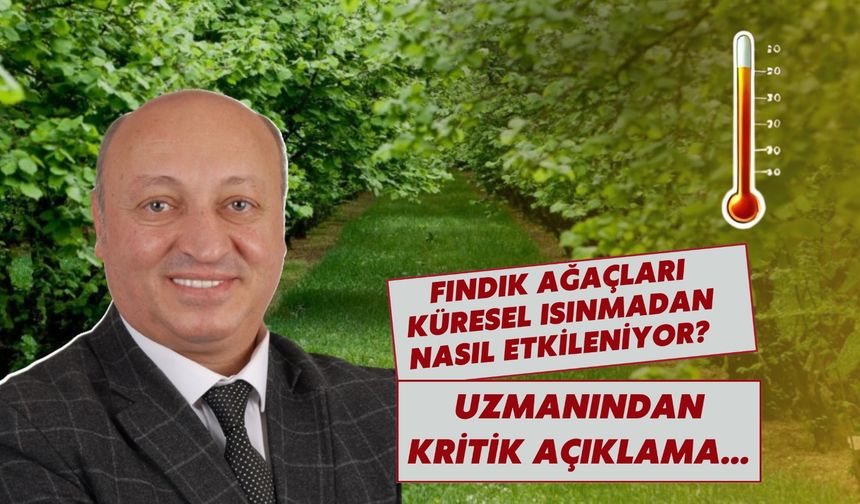 Fındık Ağaçları Küresel Isınmadan Nasıl Etkileniyor? Uzmanından Kritik Açıklama…