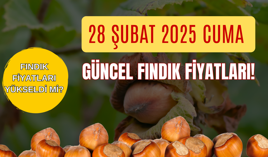 28 Şubat 2025 Cuma Güncel Fındık Fiyatları! Fındık Fiyatları Yükseldi Mi?