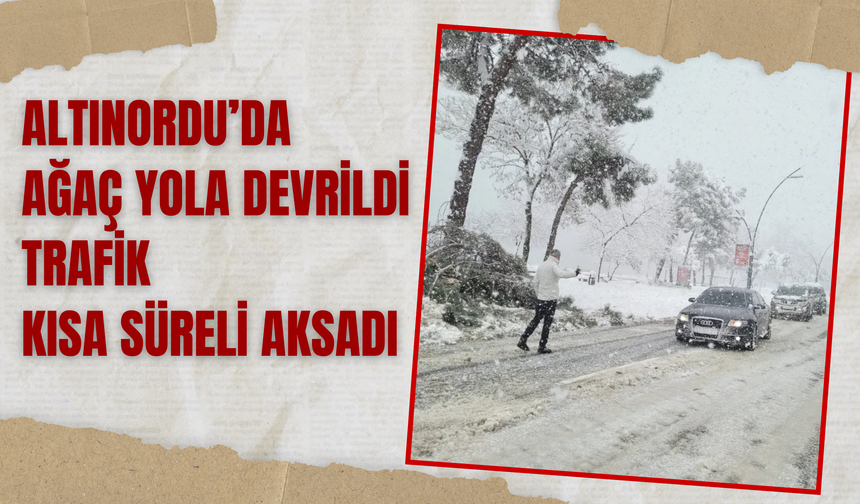 Altınordu’da Ağaç Yola Devrildi, Trafik Kısa Süreli Aksadı