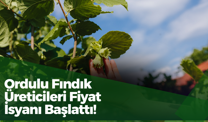 Ordulu Fındık Üreticileri Fiyat İsyanı Başlattı!