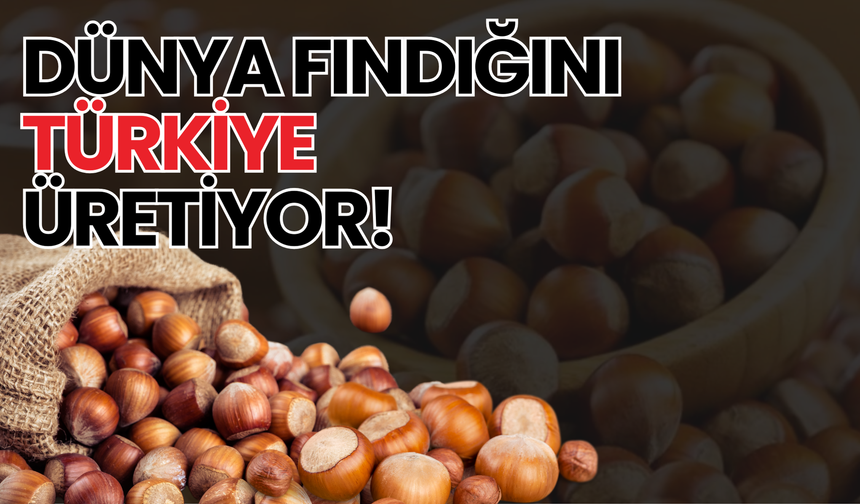 Dünya Fındığını Türkiye Üretiyor!