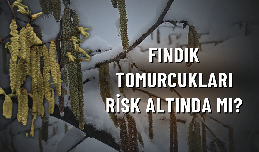 Fındık Tomurcukları Risk Altında Mı?