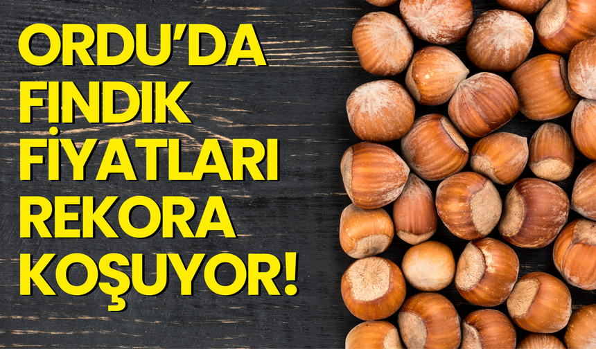 Ordu’da Fındık Fiyatları Rekora Koşuyor!