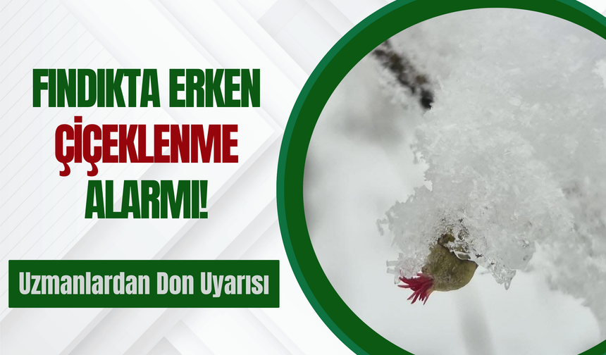 Fındıkta Erken Çiçeklenme Alarmı! Uzmanlardan Don Uyarısı