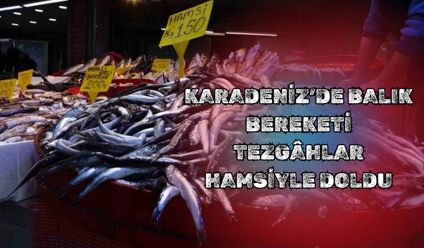 Karadeniz’de Balık Bereketi: Tezgâhlar Hamsiyle Doldu