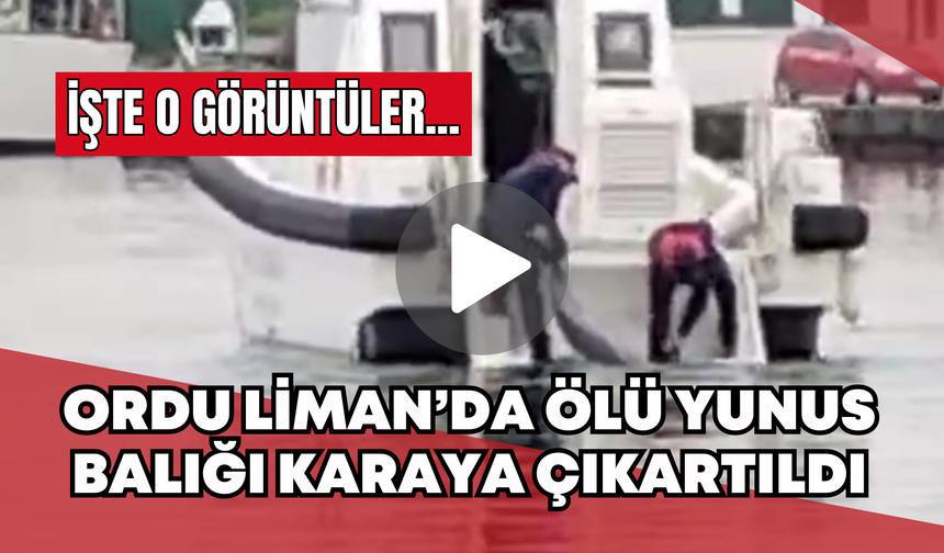 Ordu Liman’da Ölü Yunus Balığı Karaya Çıkartıldı