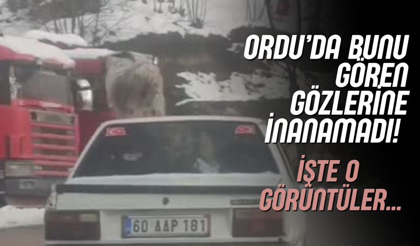 Ordu’da Bunu Gören Gözlerine İnanamadı! İşte O Görüntüler…